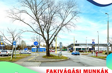 Fakivágás Győrben a Mécs László u. - Kovács Margit u. csomópontnál